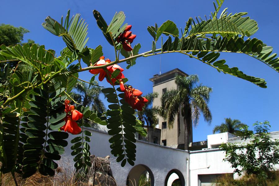 Acacia mansa frente al edificio del IIBCE
