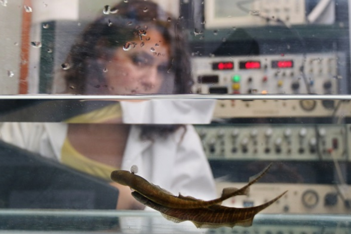 Peces en el laboratorio Peces en el laboratorio