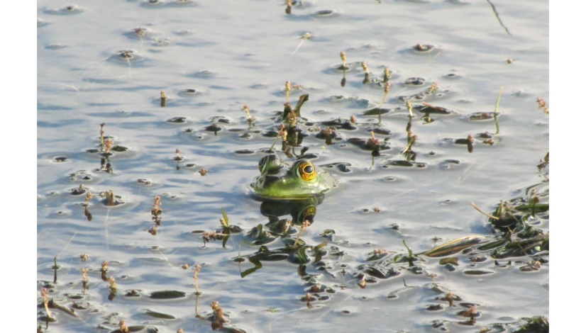 Rana en tajamares estudiados Rana en tajamares estudiados