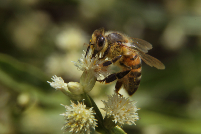 Abeja melífera Abeja melífera