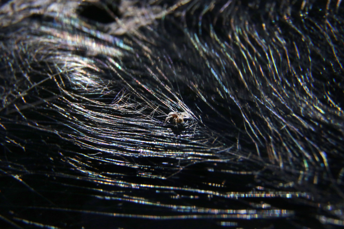 Araña en tela en Paso Severino. Foto de Marcelo Casacuberta Araña en tela en Paso Severino. Foto de Marcelo Casacuberta