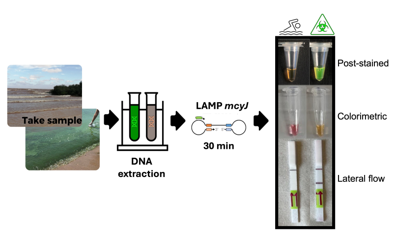 Resumen gráfico del trabajo científico realizado. Resumen gráfico del trabajo científico realizado.