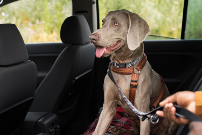 Perro en auto Perro en auto