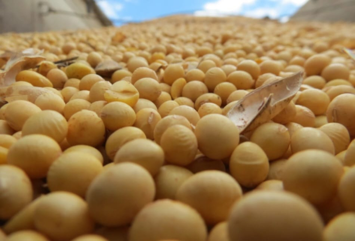 Granos de soja para exportar Granos de Soja