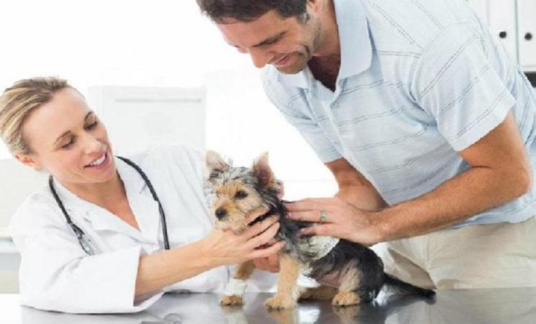 Veterinarios Veterinarios
